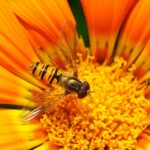 Honey bee in center of flower
