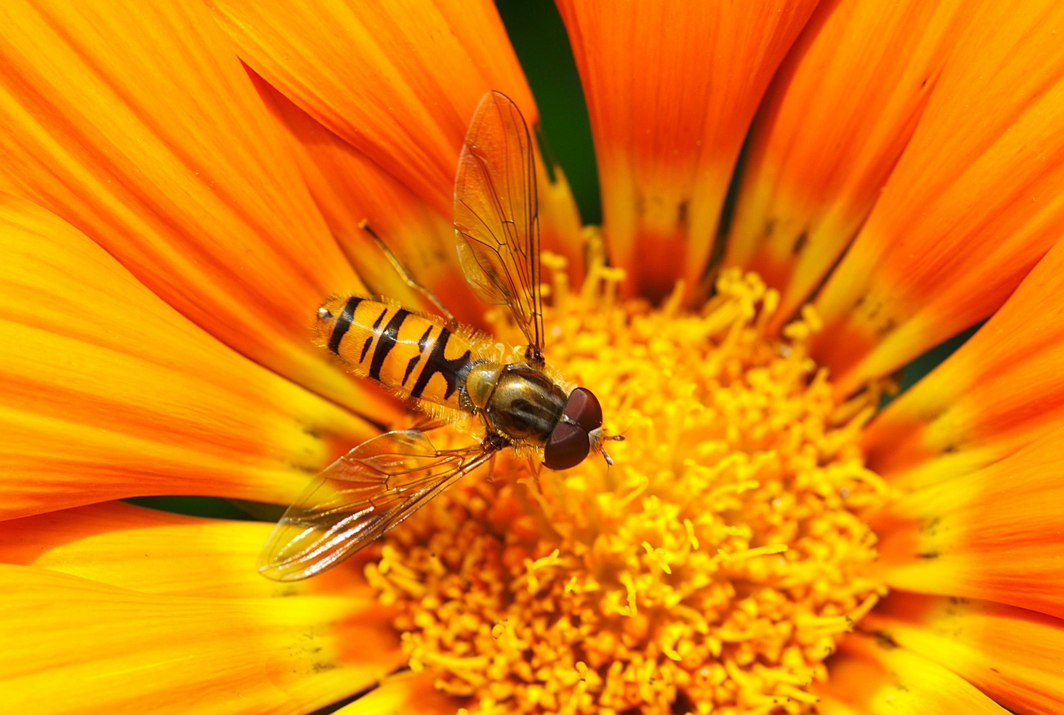 sex therapy honey bee