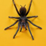 tarantula on yellow background