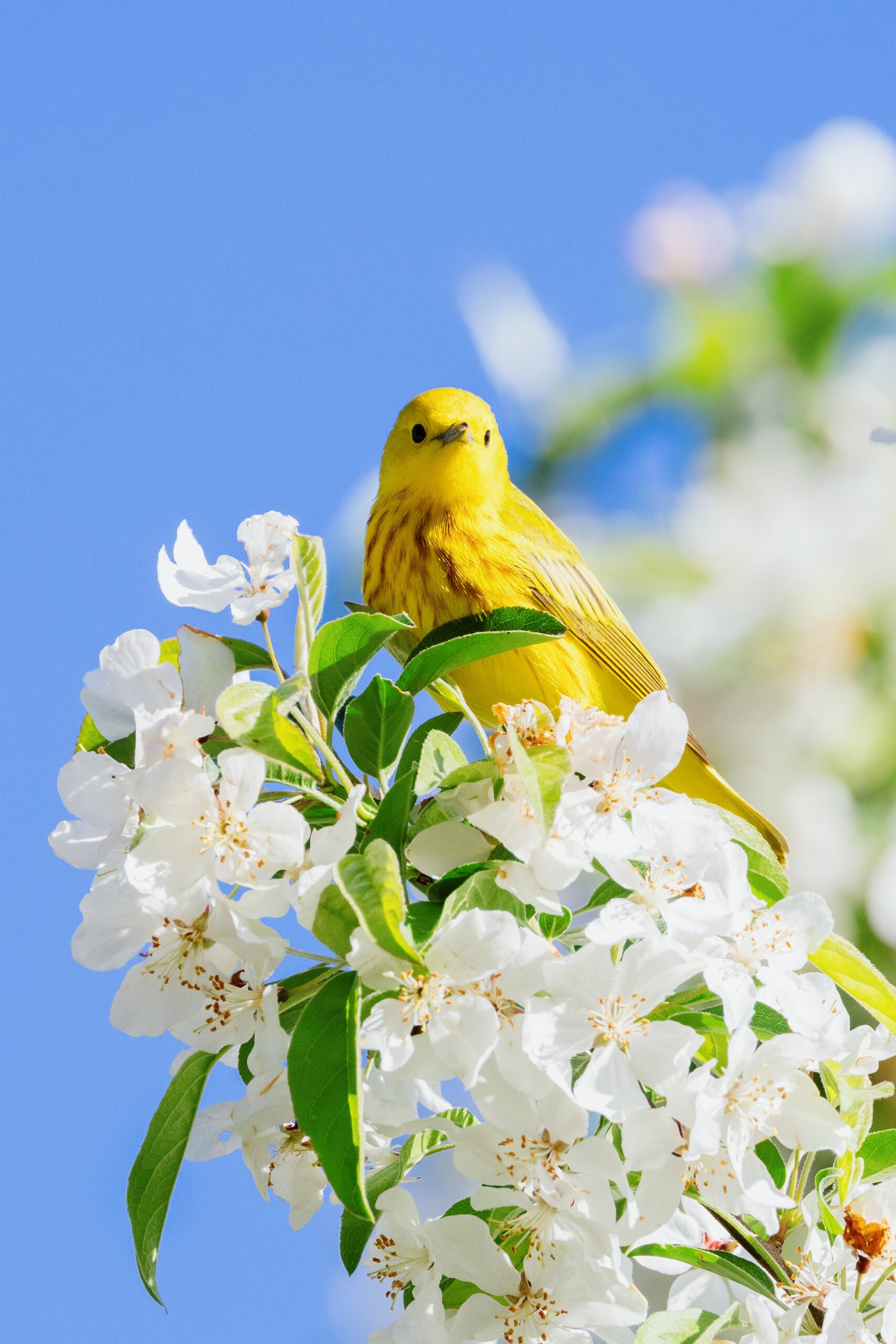 sex therapy bird