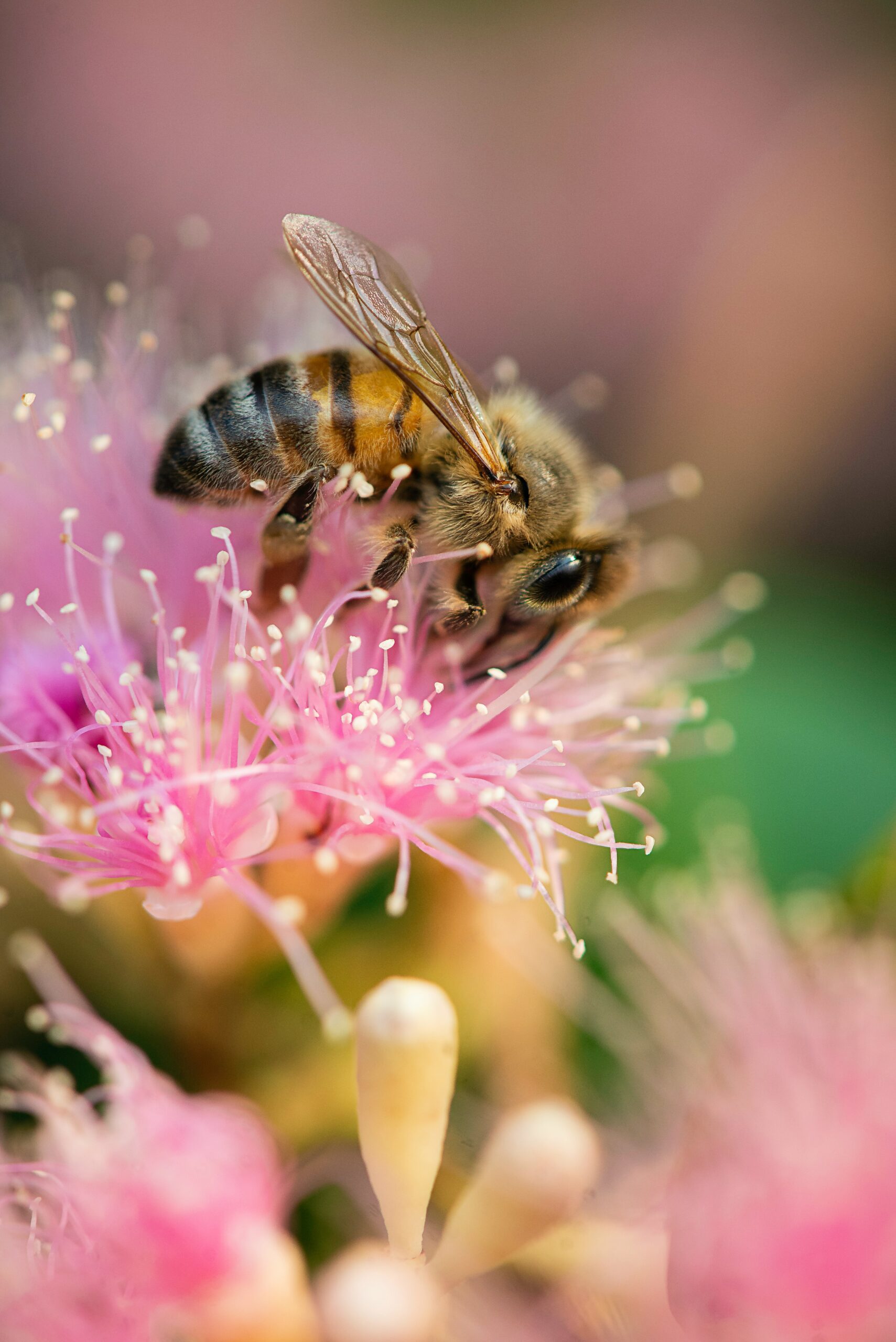 sex therapy bee