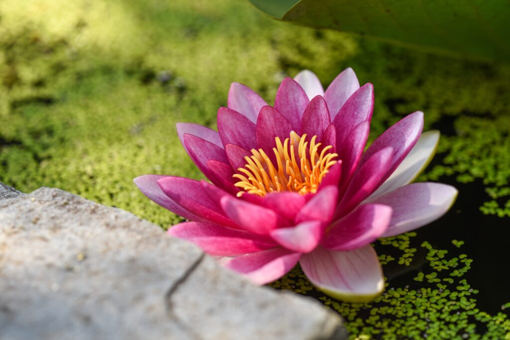 pink flower on a bed of moss