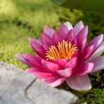 pink flower on a bed of moss